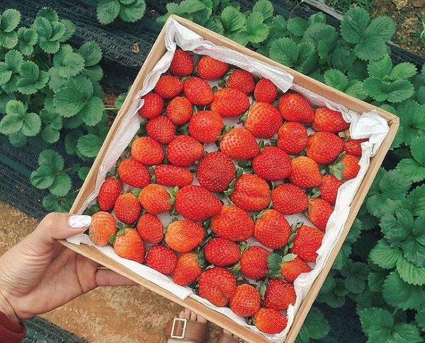 hộp giấy đựng dâu tây đẹp